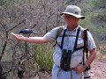 Mexican Jay eating from hand